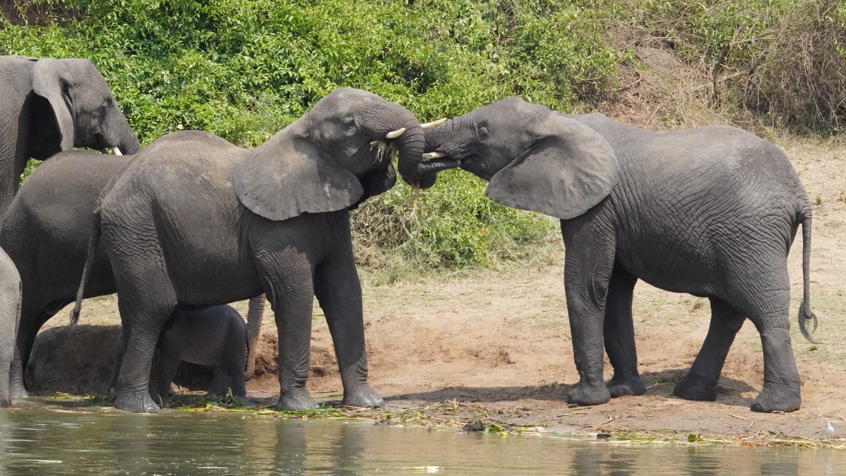 Invictus Safaris - Why Choose Us