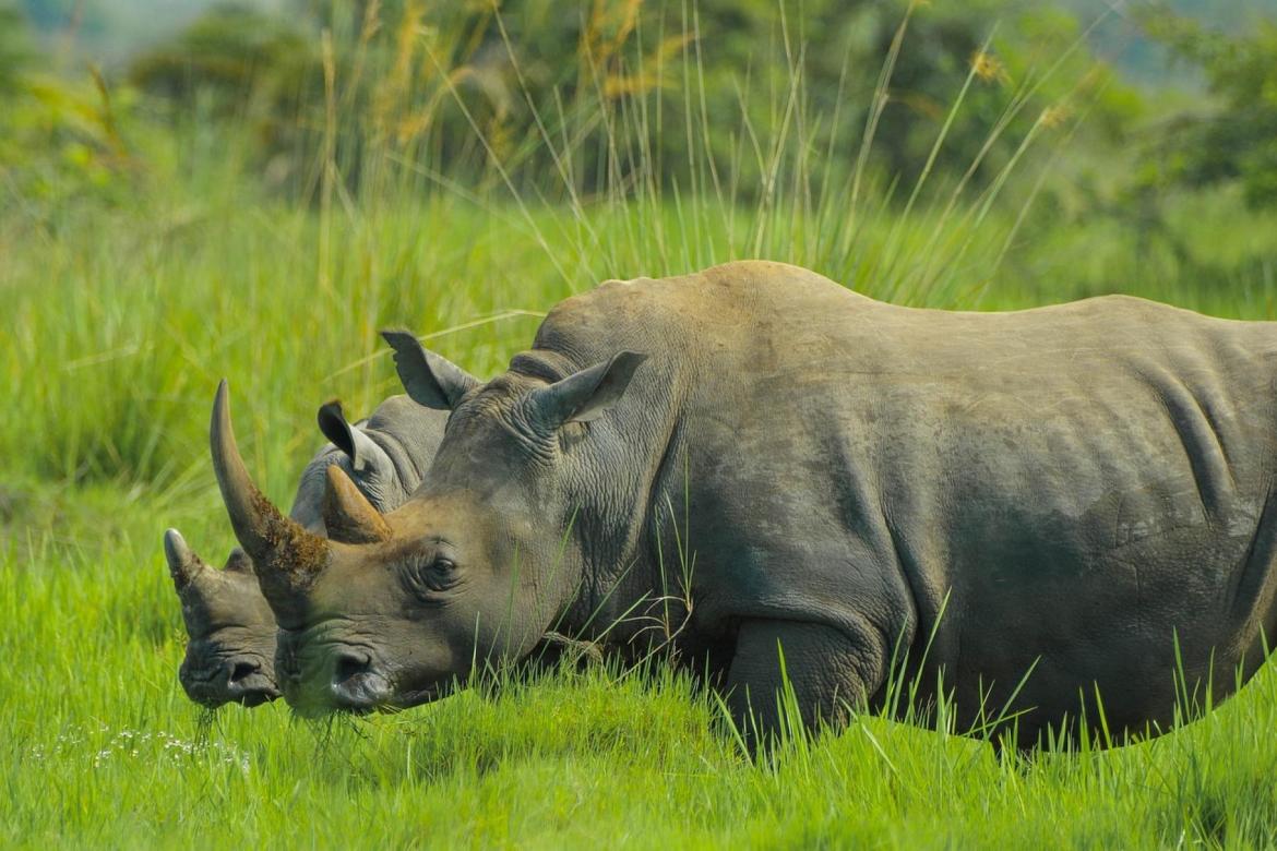 INVICTUS SAFARIS  - Safari Experience