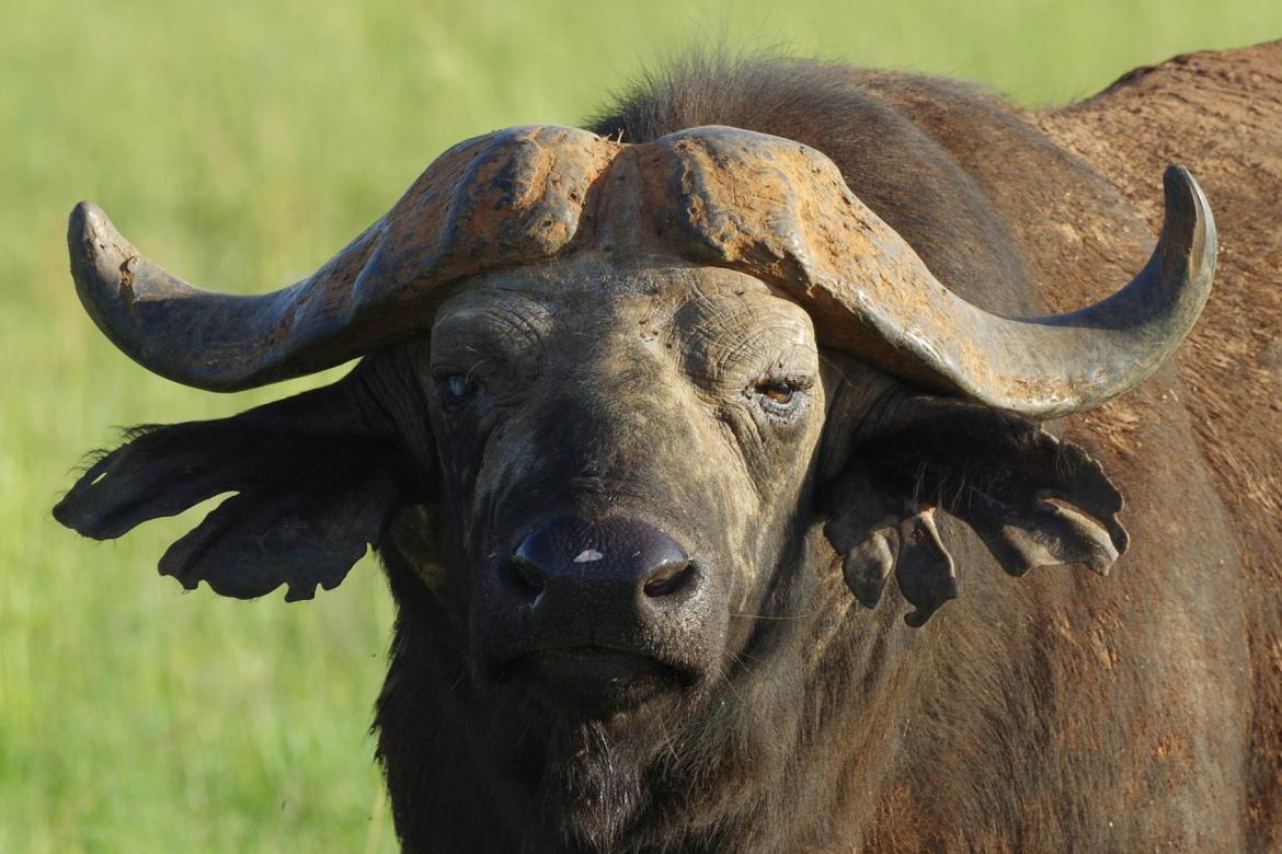INVICTUS SAFARIS  - Main About Image