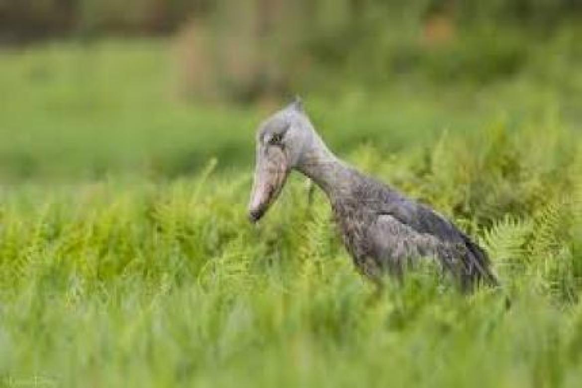 INVICTUS SAFARIS  - Wildlife Adventure