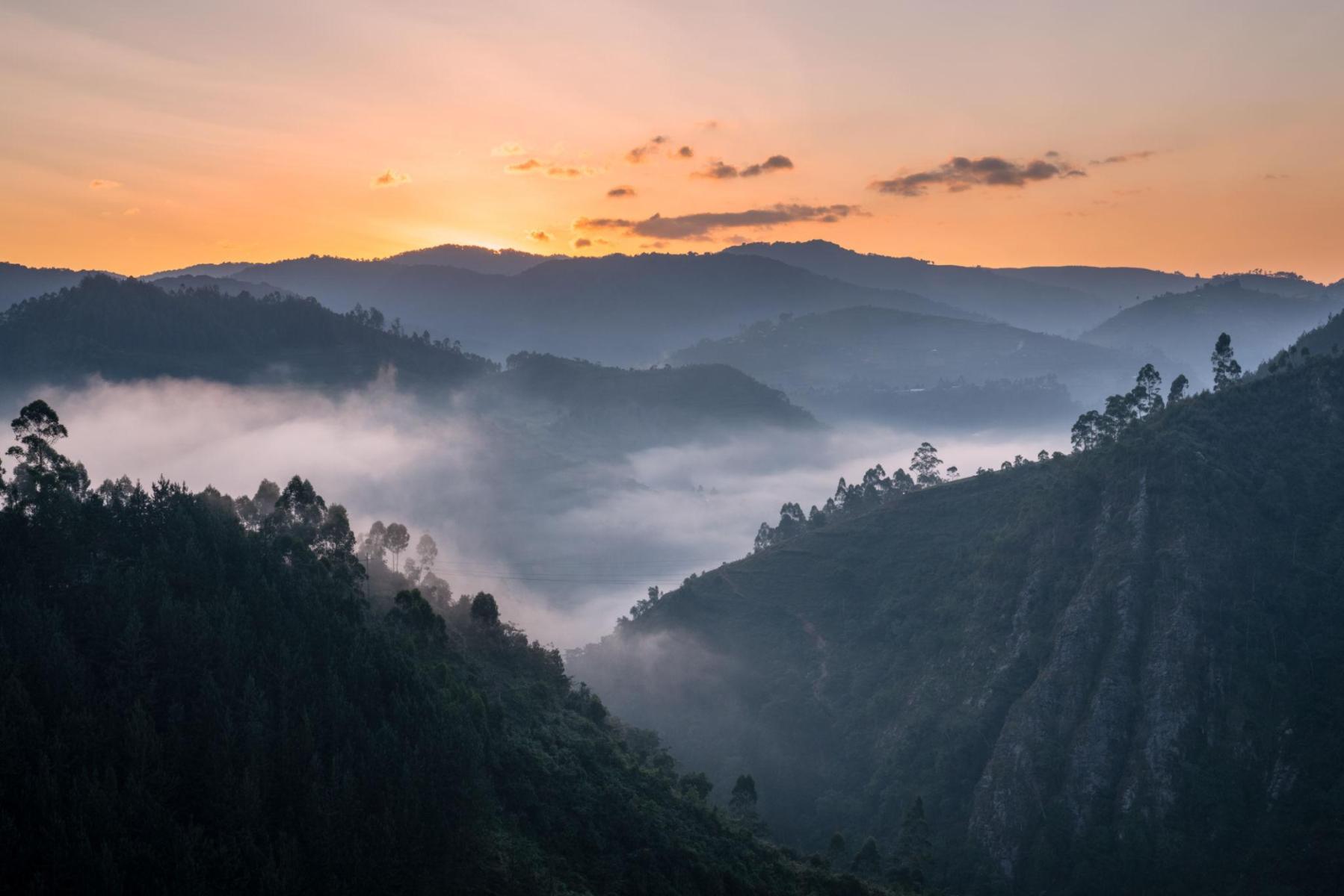 Best Gorilla Trekking Experiences in Uganda | Invictus Safaris Ltd
