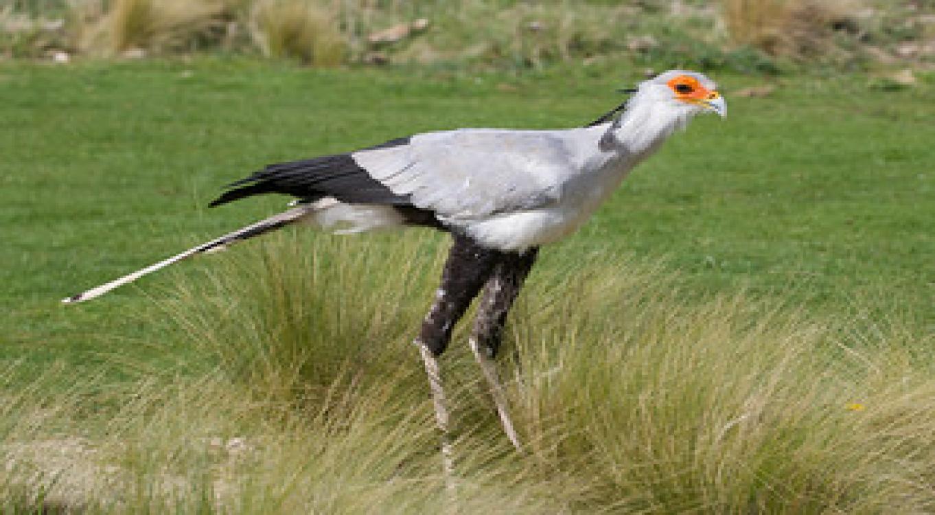 15-Day Uganda Birding &amp; Wildlife Adventure