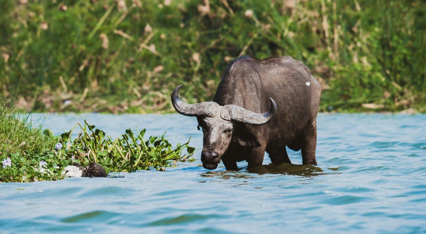 10-Day Tailored Ultimate Wildlife Safari