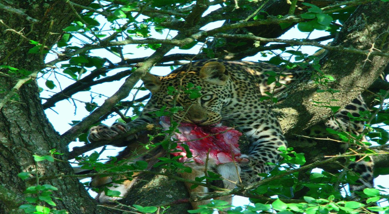 3-Day Luxury-Enhanced Queen Elizabeth Safari