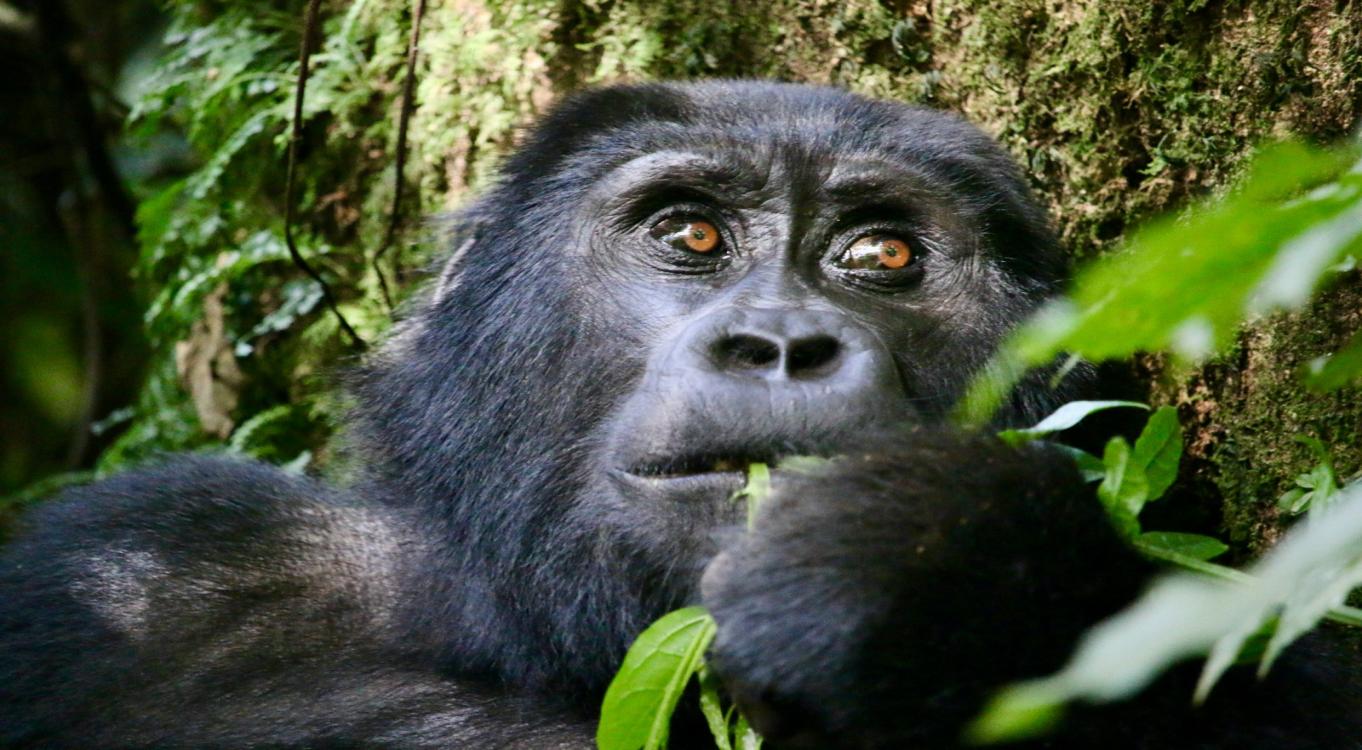Bwindi Gorilla & Kibale Chimpanzee Safari | 8 Days