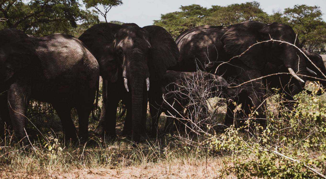 6-Day Classic Uganda Wildlife Safari