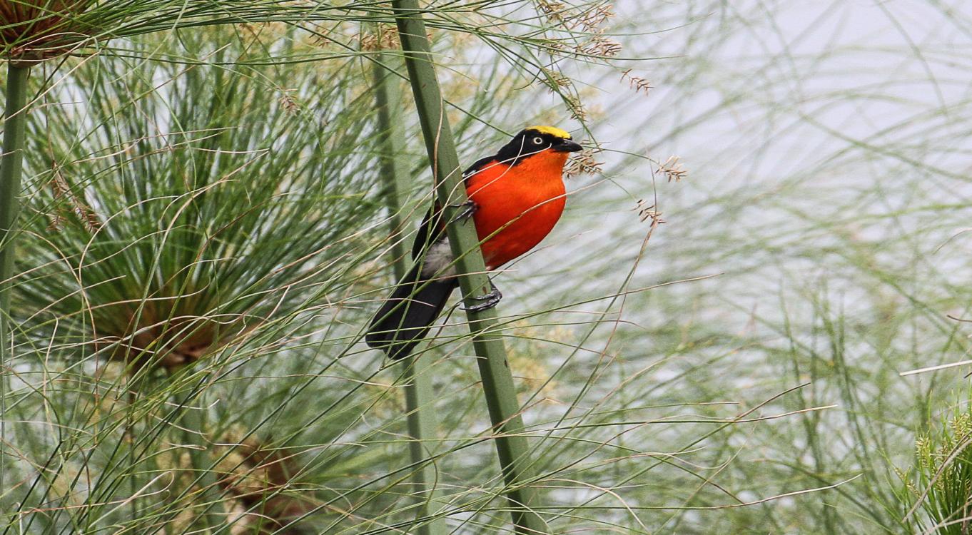 5-Day Uganda Mixed Birding Safari