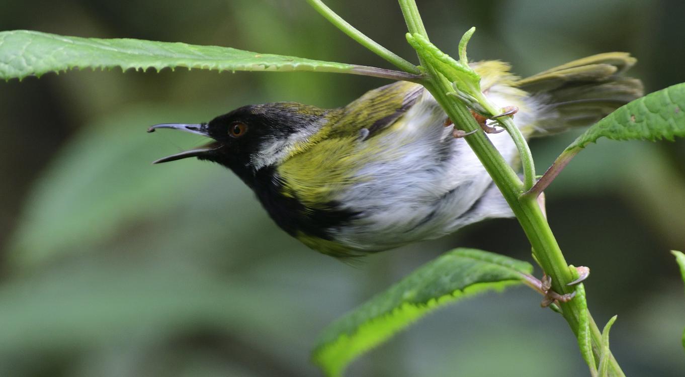 5-Day Uganda Birding and Wildlife Safari