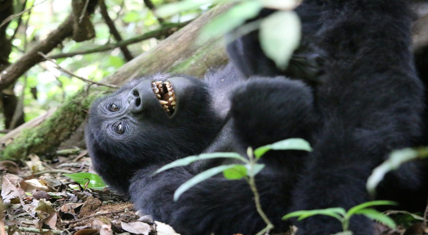Gorilla Trekking & Cultural Immersion Safari | 7 Days