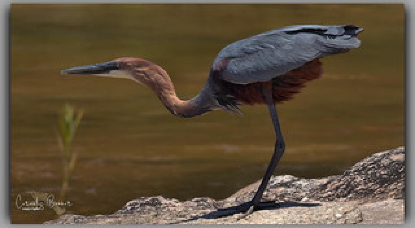 1-Day Mabamba Swamp Shoebill Birding Tour