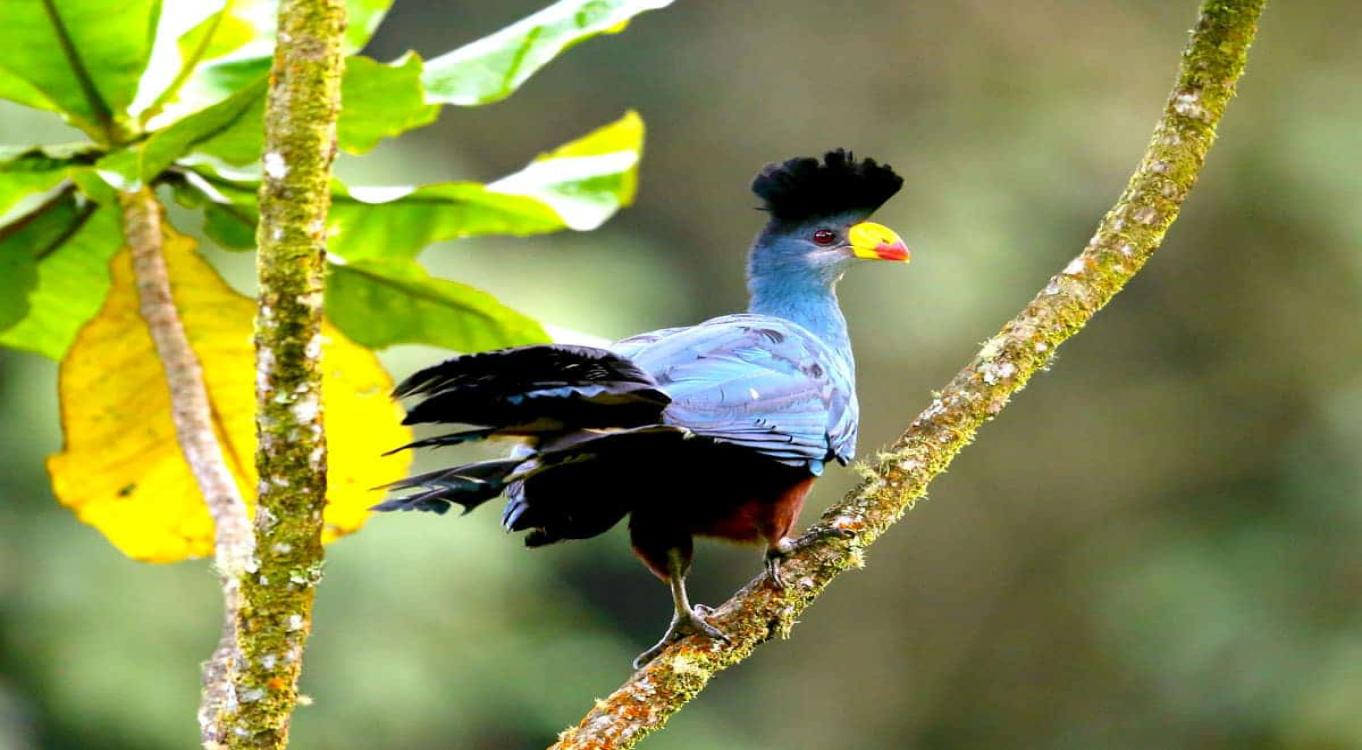 16-Day Uganda Wildlife &amp; Birding Safari