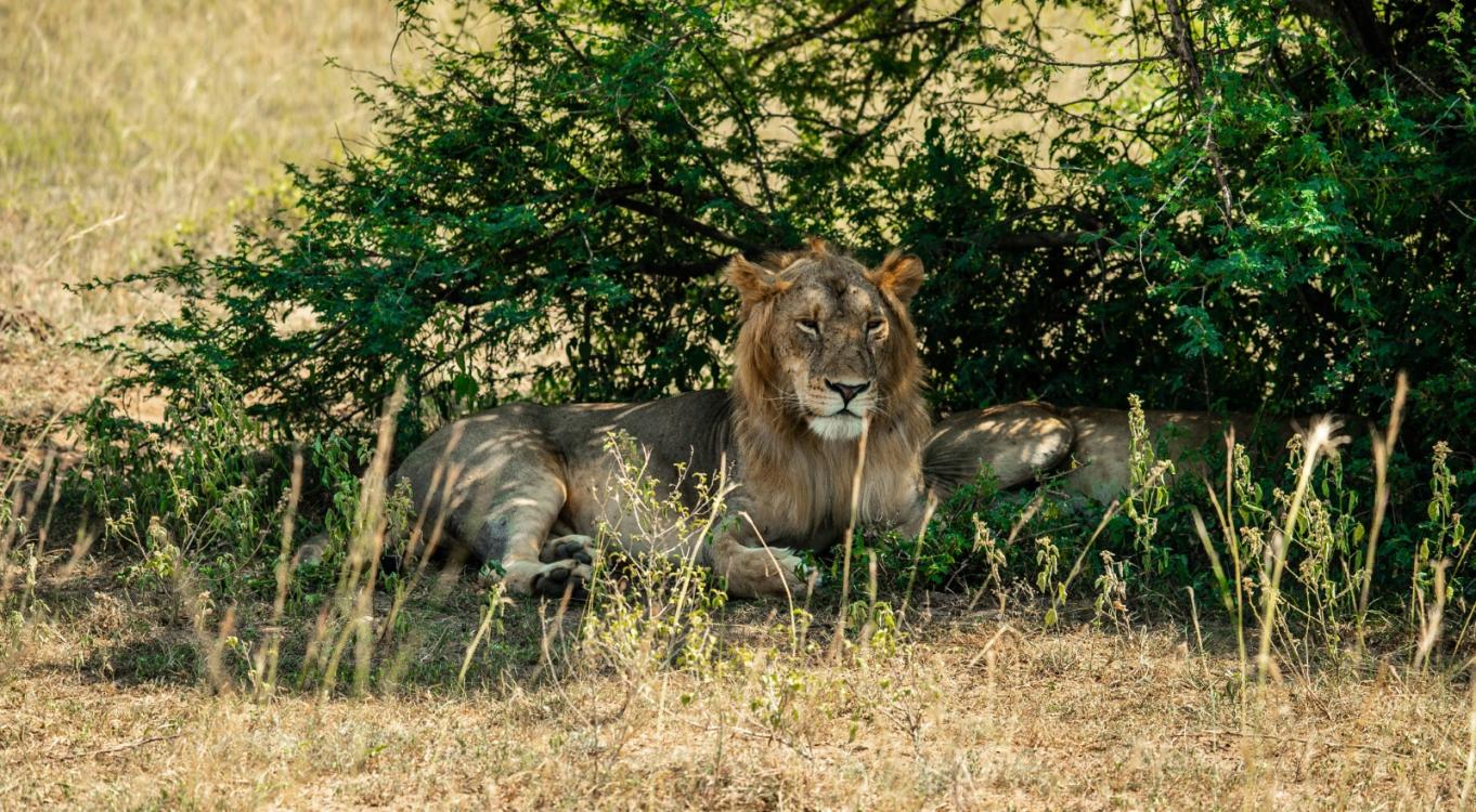 10-Day Wildlife &amp; Savanna Classic Safari