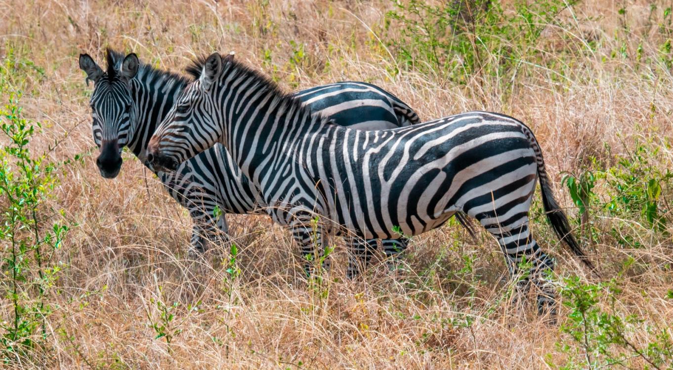 4-Day Lake Mburo Wildlife Safari