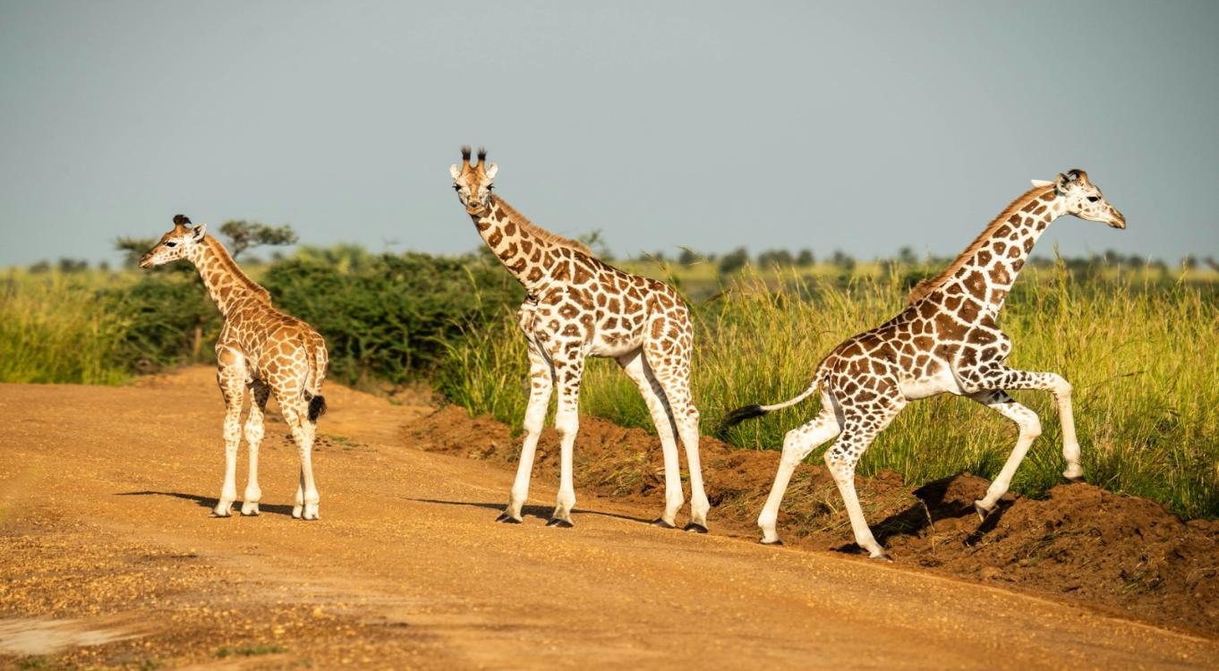 15-Day Luxury Northern &amp; Western Uganda Safari