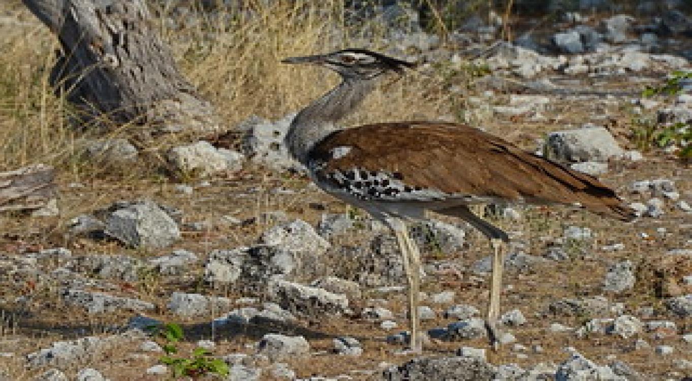 7-Day Uganda Birding Safari