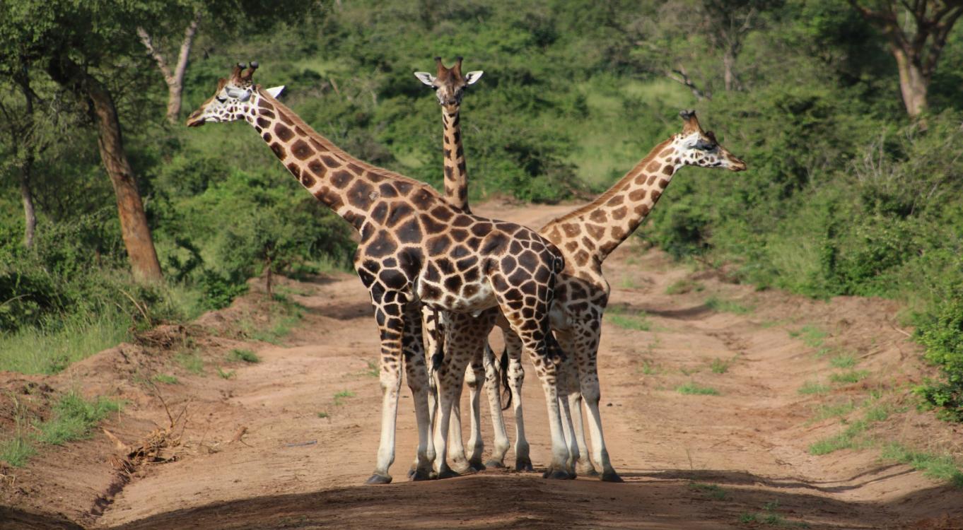 3-Day Queen Elizabeth Wildlife Safari